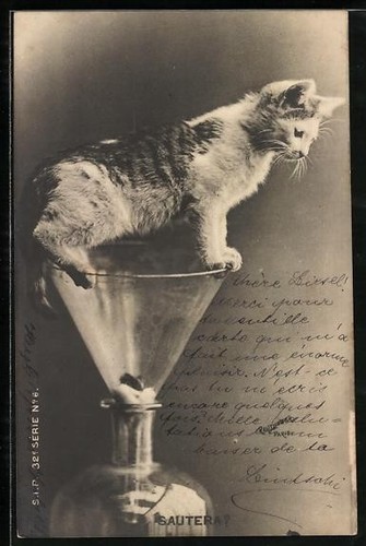 Carte postale jeune - , chat