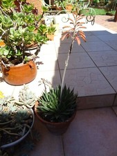 belle succulente grande  plante grasse  ,  floraison printaniére