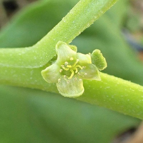 Graines tetragonia - graines,