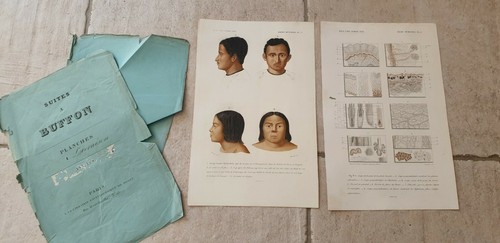 Planches lithographiees - planches,