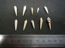 231.01 B - TEREBRA PLICATULA- LOT DE 10 - FOSSILE DU BASSIN PARISIEN