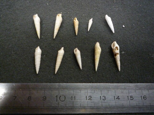 231 terebra plicatula - -,