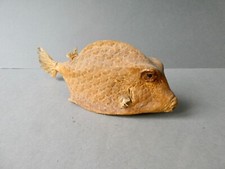 taxidermie cabinet de curiosité  poisson naturalisé