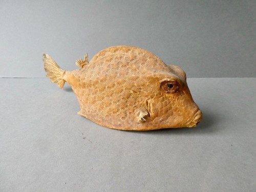 Taxidermie cabinet - taxidermie,