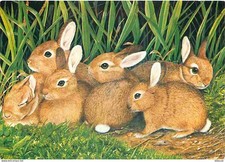 Animaux - Lapins - CPM - Voir