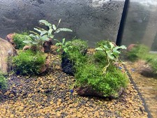 mousse aquarium Riccardia Chamedryfolia Et Bucephalendra Sur Pierre Volcanique