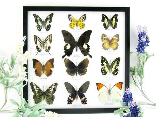 Papillons exotiques réel - réel,