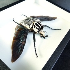 Véritable coléoptère