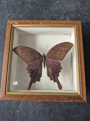 Cadre papillon naturalisé - cadre,