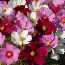 Lot De 10 Graines Cosmos Sensation Nain Variés Semences Seed, Plante Annuelle