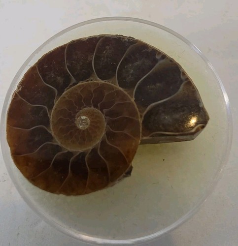 Polish sliced ammonite fossil - polish,