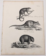 Lithographie :  LE PHALANGER A FORME D'OURS - LE WOMBAT. 1827