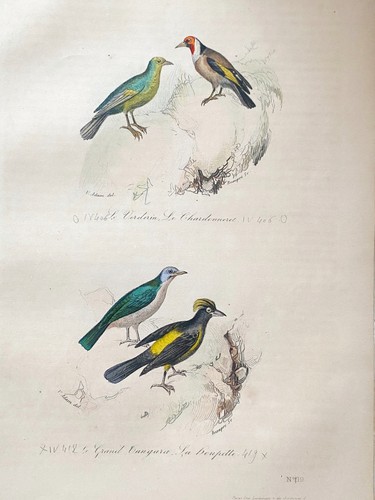 Lithographie buffon 1837 le - buffon,