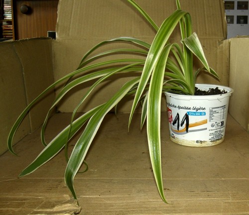 Jeune chlorophytum 11 - chlorophytum, n°11