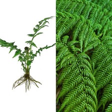 EX Rare Texture: Mature : Firm