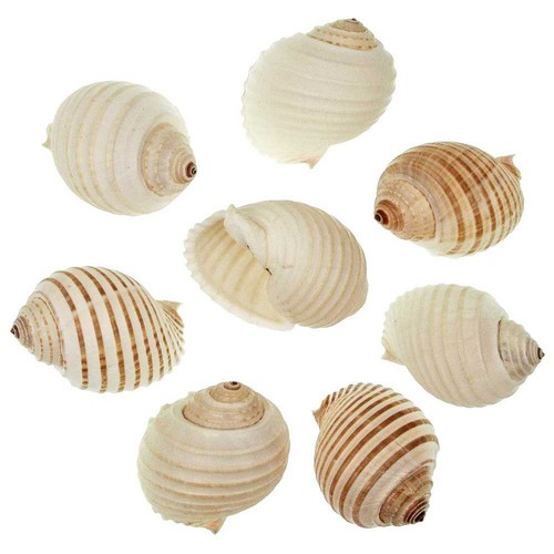 Coquillages tonna allium 5 - allium,