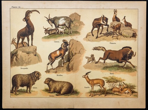 1890ca bouquetin chèvre - -,