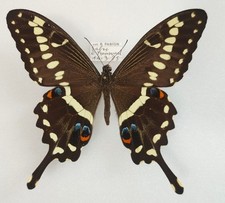 Entomologie Papilio