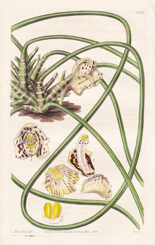 Maxillaria steelii guyana - maxillaria,