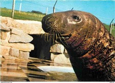 Animaux - Gweek - Cornish Seal Sanctuary - Flipper the oldest resident at the Sa