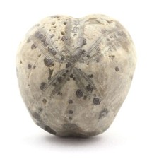 Oursin Fossile, Toxaster