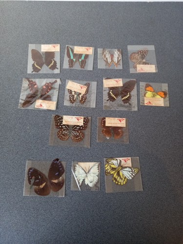 Lot papillons collection - 13,