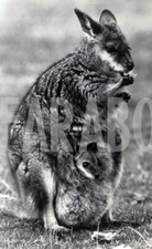 Photo de presse vintage UK