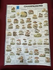 Affiche Champignons Illustrations Noms Descriptions 1988