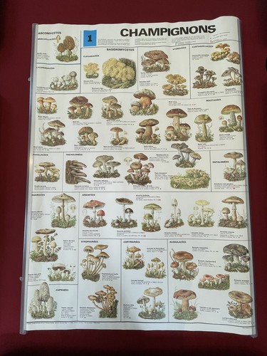 Affiche champignons - affiche,