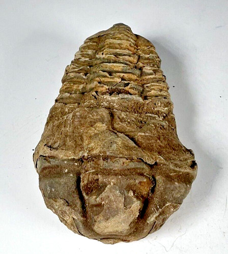 Authentic fossilized trilobite - authentic,