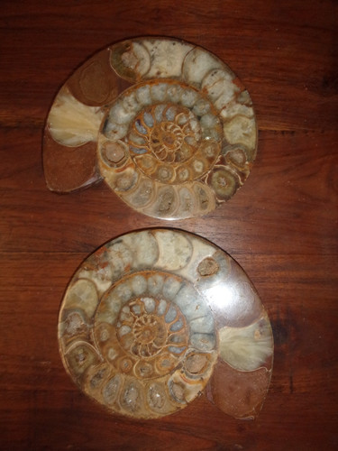 Belles ammonite 17 cm - 2,