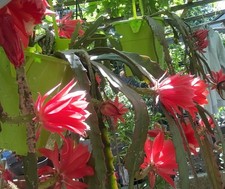 Epiphyllum .Cactus Orchidée - Couleur Rouge. Les 3 Boutures Avec  Racines