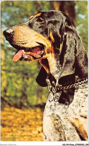 Ailp8 0807 chien - bleu, de
