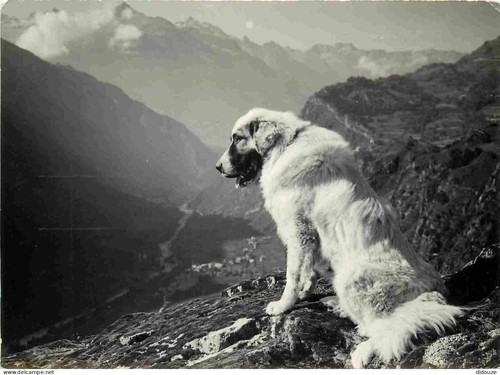 Carte postale animaux - postale,