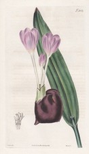 Colchicum Crociflorum Crocus