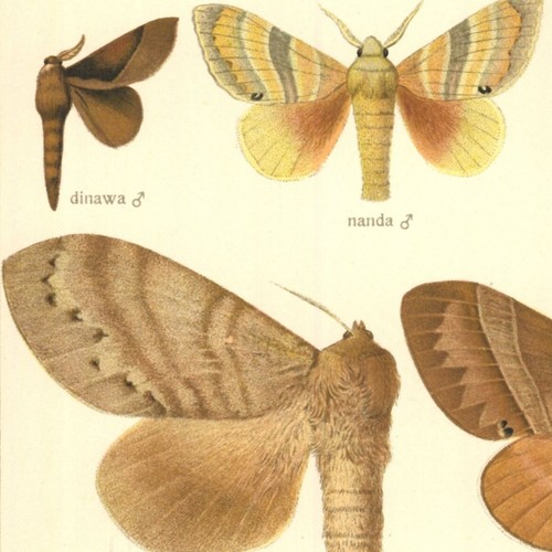 Adalbert seitz papillon - adalbert,