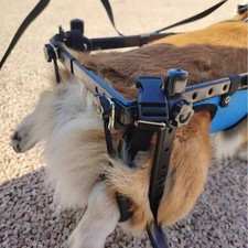 Fauteuil Roulant pour Chien
