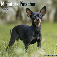 Calendrier 2022 - PINSCHER NAIN