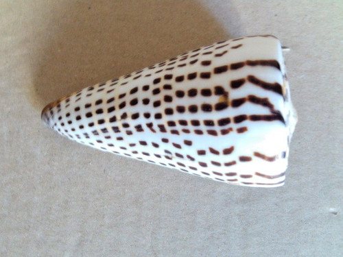 Coquillage collecion genre