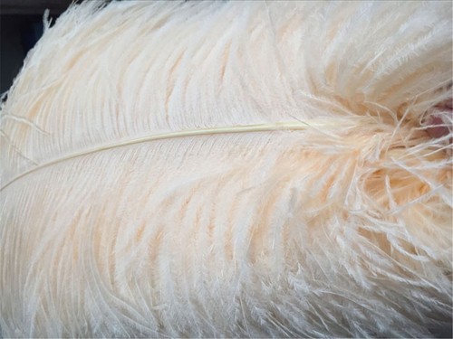 Longue plume fête en - de,