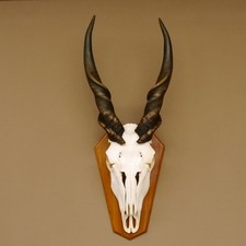 Eland (Taurotragus Oryx )
