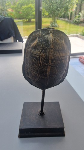 Sculpture décorative carapace - décorative,