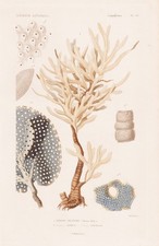 Adeona Foliifera Corail Coraux