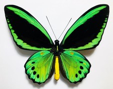 AMAZING BLUEISH ORNITHOPTERA