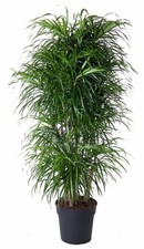 Plante intérieur dracaena - d'intérieur,