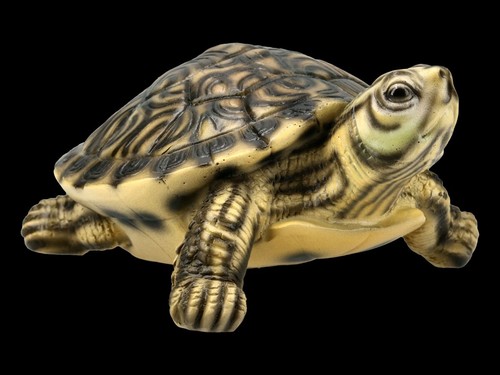 Tortue carapace jaune - tortue, À