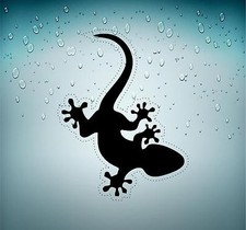 Autocollant sticker voiture moto biker salamandre lezard gecko r2