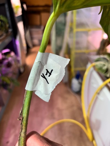 Bouture monstera yellow - bouture,