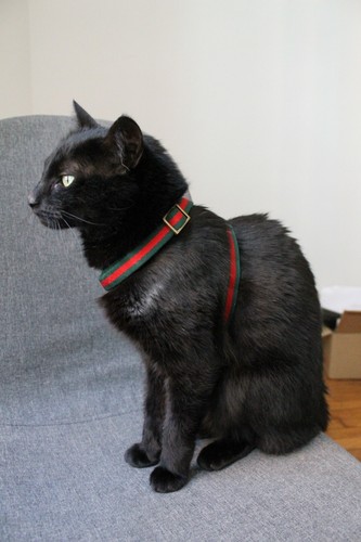 Gucci harnais pour chat - ,