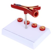 Maquette Corps Humain De